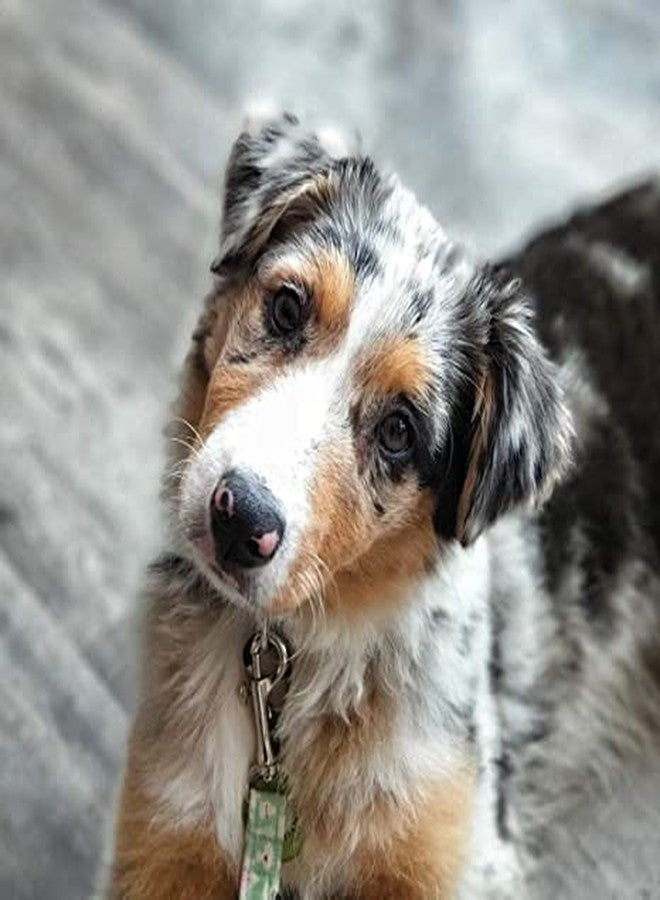 D&C PAWS مشبك دوار متعدد الأغراض من المعدن شديد التحمل من D&C PAWS، مثالي لإبزيم زنبركي/سلسلة مفاتيح/ربط طوق ومقود الكلب - فضي (عبوة من قطعتين) - Image 5